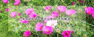 太阳花不开花是什么原因,怎样解决?,第1图