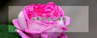 月季花怎么移栽,第1图