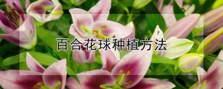 百合花球种植方法,第1图