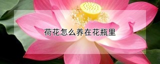 荷花怎么养在花瓶里,第1图