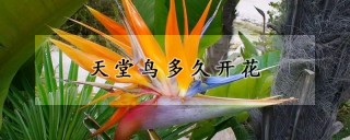 天堂鸟多久开花,第1图