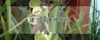 建兰需要修剪吗,第1图