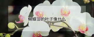 蝴蝶兰的叶子像什么,第1图