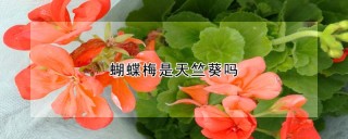 蝴蝶梅是天竺葵吗,第1图