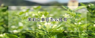 茉莉立春后怎么修剪,第1图