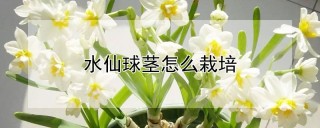 水仙球茎怎么栽培,第1图