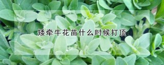 矮牵牛花苗什么时候打顶,第1图