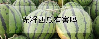 无籽西瓜有害吗,第1图