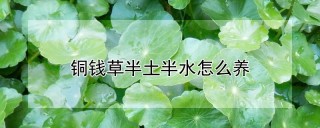 铜钱草半土半水怎么养,第1图