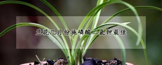 兰花几月份施磷酸二氢钾最佳,第1图