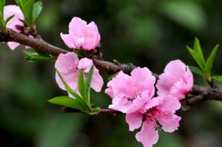 桃花花期一般在几月份,第3图