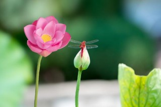 荷花盛开的时间，盛花期在七八月份,第3图