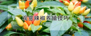 观赏辣椒养殖技巧,第1图