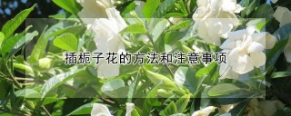 插栀子花的方法和注意事项,第1图