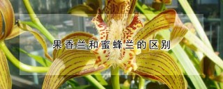 果香兰和蜜蜂兰的区别,第1图