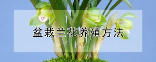 盆栽兰花养殖方法,第1图