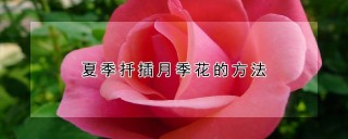 夏季扦插月季花的方法,第1图