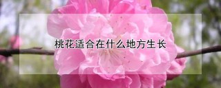 桃花适合在什么地方生长,第1图