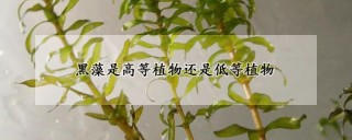 黑藻是高等植物还是低等植物,第1图