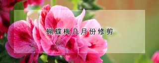 蝴蝶梅几月份修剪,第1图