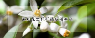 茉莉花怎样扦插成活率高,第1图