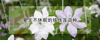 夏天不休眠的铁线莲品种,第1图