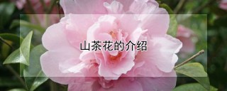 山茶花的介绍,第1图