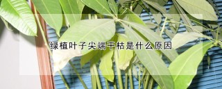 绿植叶子尖端干枯是什么原因,第1图