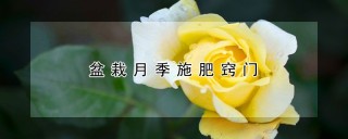 盆栽月季施肥窍门,第1图