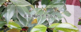 茶花掉叶子怎么办,第1图