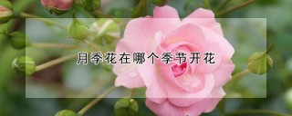 月季花在哪个季节开花,第1图