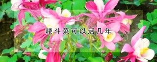 耧斗菜可以活几年,第1图