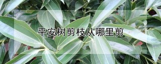 平安树剪枝从哪里剪,第1图