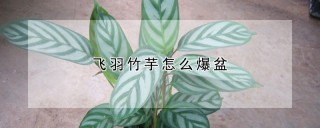 飞羽竹芋怎么爆盆,第1图