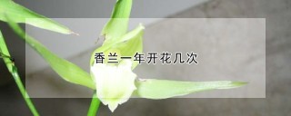 香兰一年开花几次,第1图