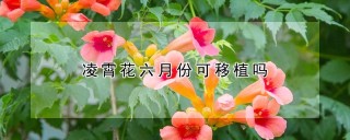 凌霄花六月份可移植吗,第1图