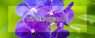 紫罗兰鲜花能养几天,第1图