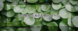 铜钱草长出来的小颗粒是什么,第1图