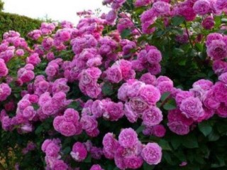盆栽蔷薇花的养殖方法，注意光照充足、做好控水控肥,第3图