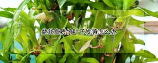 盆栽富贵竹叶子发黄怎么办,第1图