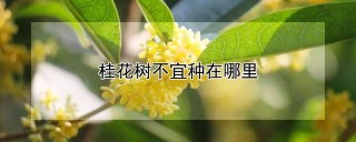 桂花树不宜种在哪里,第1图