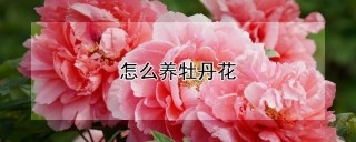 怎么养牡丹花,第1图