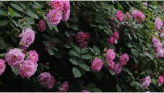 蔷薇花的修剪方法，教你两种最有效修剪技巧(花芽与花期),第1图