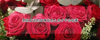 男朋友送的玫瑰花怎么养才不会枯萎,第1图