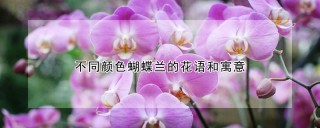 不同颜色蝴蝶兰的花语和寓意,第1图