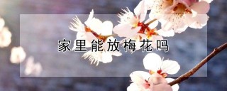 家里能放梅花吗,第1图