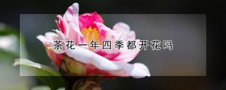 茶花一年四季都开花吗,第1图