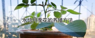 水培月季花的养殖方法,第1图