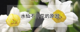 水仙不开花的原因,第1图