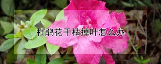 杜鹃花干枯掉叶怎么办,第1图